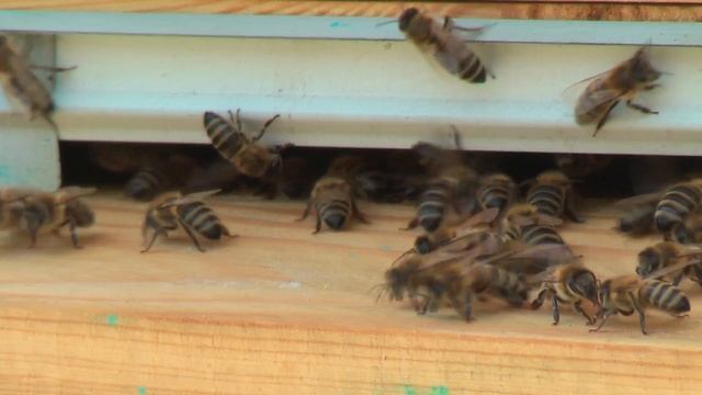 Профессор Кашковский про закисший мёд смотреть онлайн