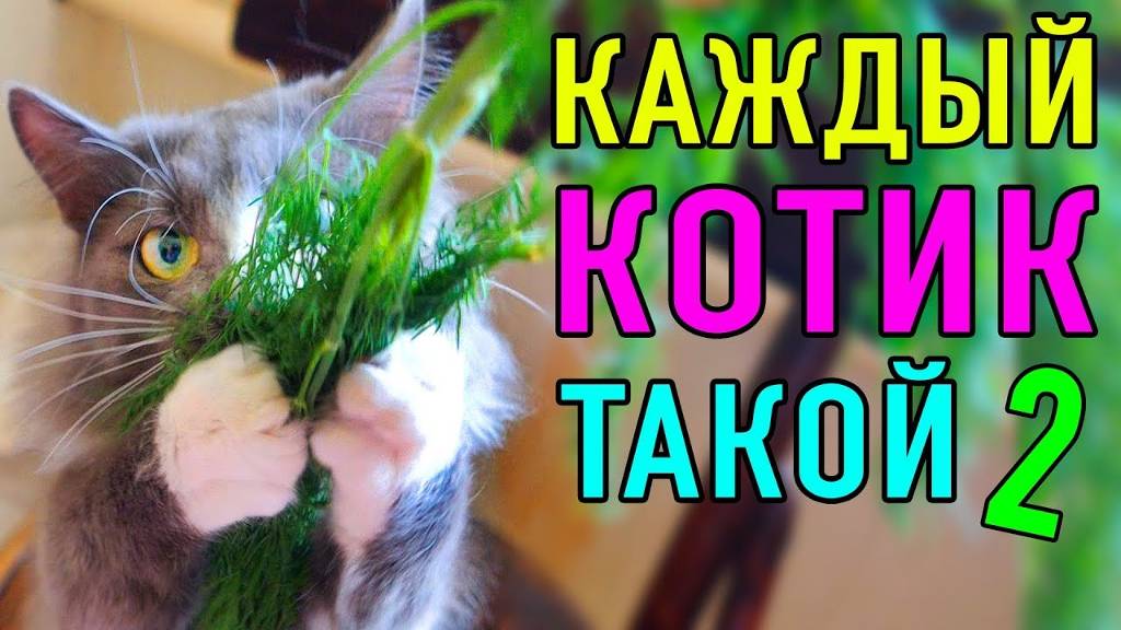 КАЖДЫЙ КОТИК ТАКОЙ 2 | ПАРОДИЯ Magic Pets смотреть онлайн