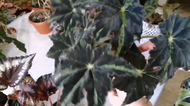 БЕГОНИИ. МОЯ КОЛЛЕКЦИЯ. Сорта бегоний.