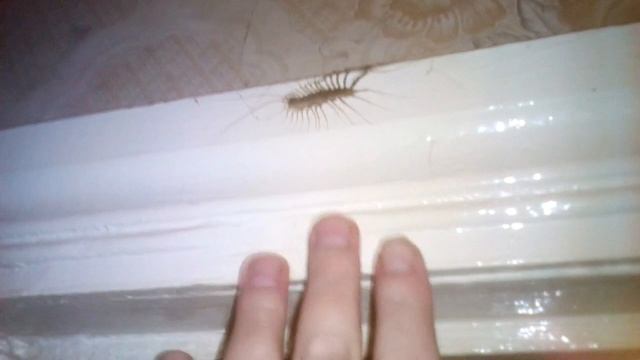 Полезное насекомое Мухоловка, выглядит устрашающе. смотреть онлайн