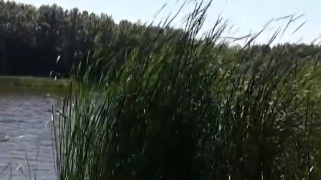 Что на озере растет? Почемучкины книжки