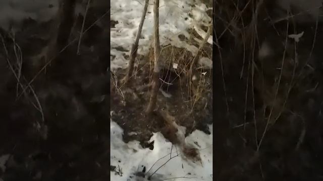 В объектив жителей попал бобр, гуляющий вдоль Яузы в Свиблово смотреть онлайн