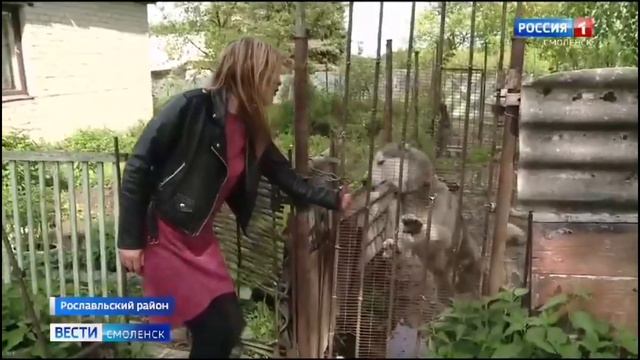 Поможем всем миром приюту "Дом Балу" смотреть онлайн
