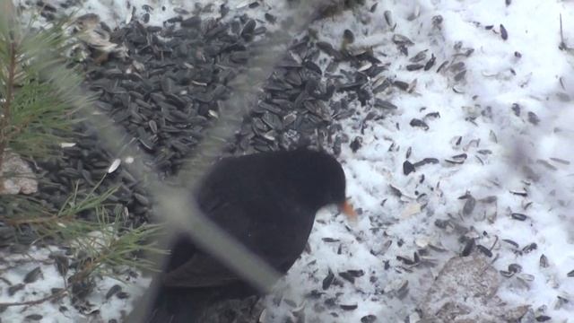 ЧЕРНЫЙ ДРОЗД смотреть онлайн