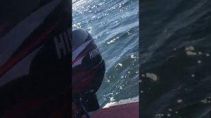 Обзор лодочного мотора Hidea (Хайди) 9.9. Видео для сервисного центра