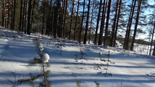 Шокирующая встреча с медвежьим семейством смотреть онлайн
