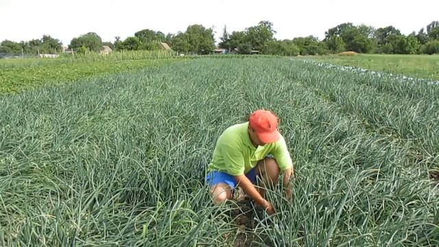 Seminis. Озимый лук Балстар смотреть онлайн