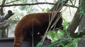 Красная панда(малая панда). Red panda! Редкое животное,занесённое в Красную книгу!