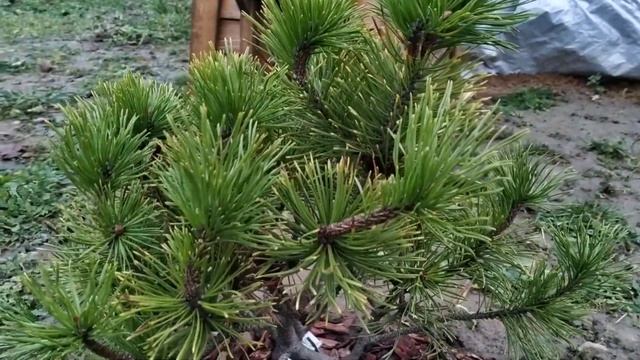 Сосны на моем участке. Обзор сортов. смотреть онлайн