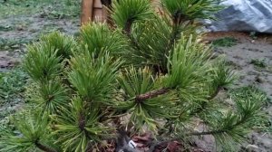 Сосны на моем участке. Обзор сортов.