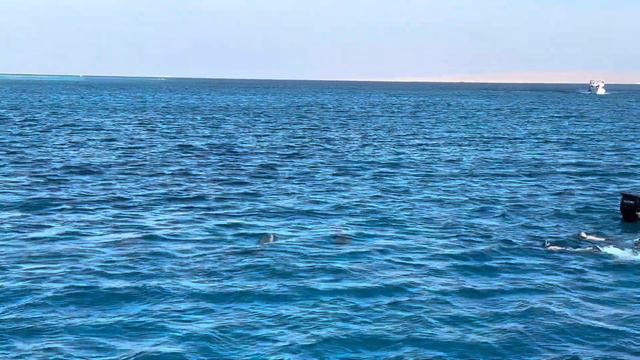 Delfine im Roten Meer, дельфины в Красном море смотреть онлайн