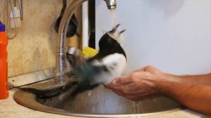 Домашняя сорока Винч (magpie). Часть 2