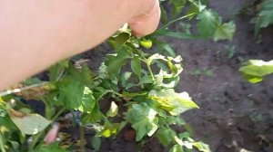 Томаты!Гибрид фифти-фифти!Сорт золотое сердце на моём огороде!#помидоры #сорта #гибриды#сад #дача