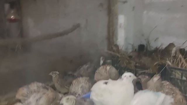 Посмотрим что с этого получится. смотреть онлайн