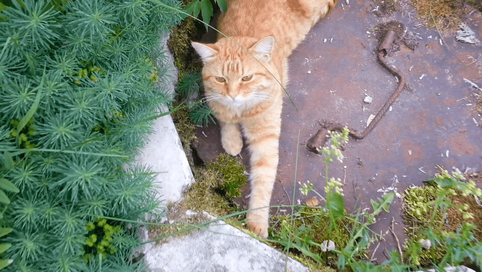 Рыжее солнце смотреть онлайн