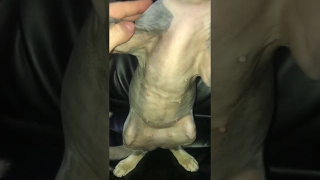 Беременная кошка канадского сфинкса смотреть онлайн