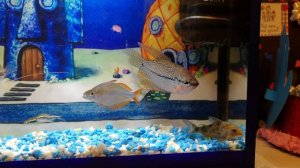 Аквариум 10 литров