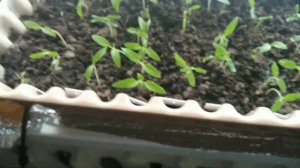 Отвар ЛУКОВОЙ ШЕЛУХИ для первой подкормки рассады ТОМАТОВ и комнатных цветов.