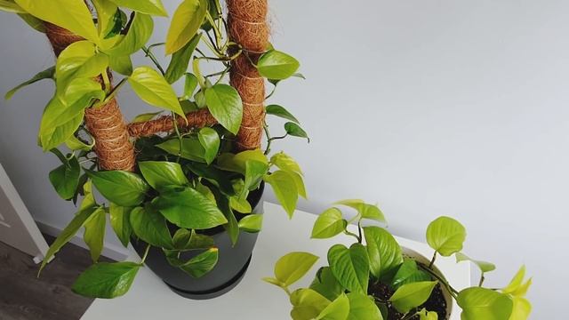 Все мои сциндапсусы/эпипремнумы и филодендроны. My Scindapsus And Philodendron Plant Collection.