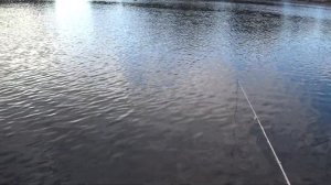 Рыболовная донная коса.Как поймать карася в заросшем водоеме.