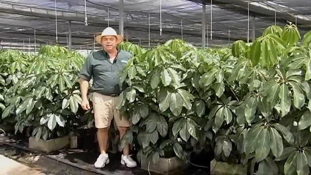 Schefflera Amate 7-24-13 смотреть онлайн