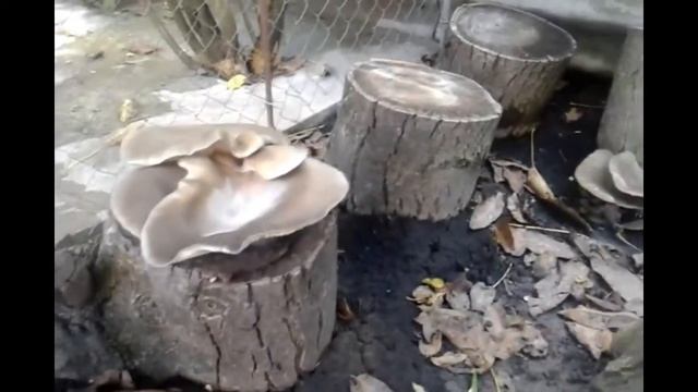 Выращивание вешенки на пнях и чурках. Штаммы вешенки КЧ, соник (улучшеный нк- 35). смотреть онлайн