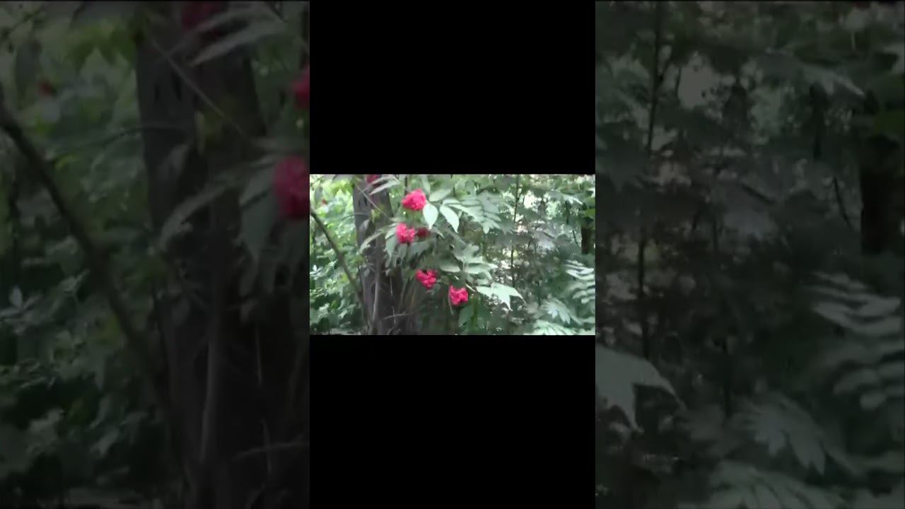 О, рябина! #shorts #memes #meme смотреть онлайн