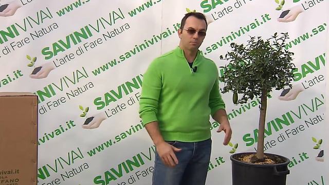 Pianta di Finger Lime Verde alta 100 120 cm in vaso 35 cm Microcitrus Australasica Faustrime смотреть онлайн