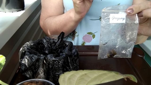 Глоксинии семенами, конец цветения. ОТВЕТЫ НА ВОПРОСЫ смотреть онлайн