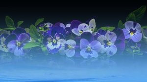 Футаж. Цветы над водой 13