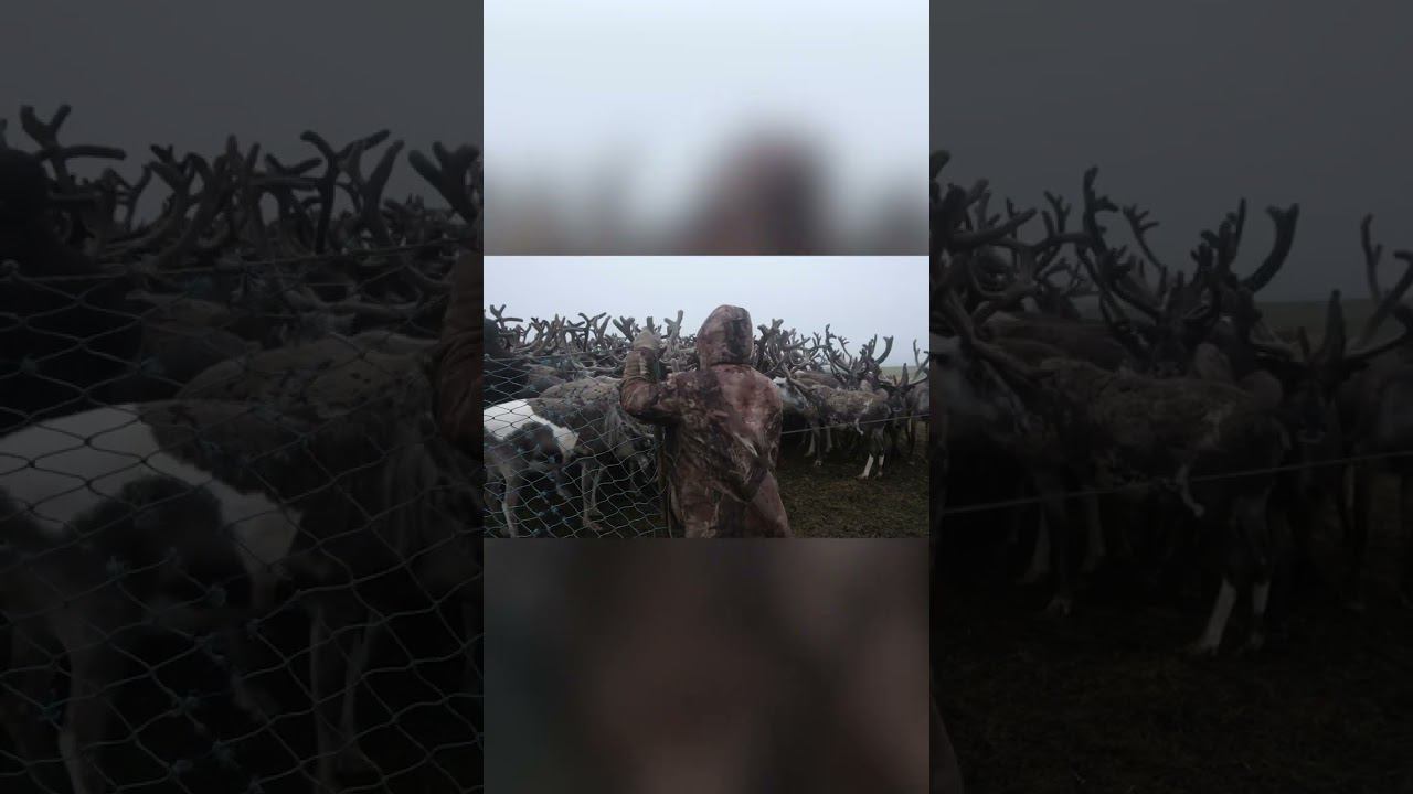 2. УДИВИТЕЛЬНЫЕ И ЗАГАДОЧНЫЕ ЖИТЕЛИ КРАЙНЕГО СЕВЕРА ОБЩИНА ЯМБ ТО 2019 смотреть онлайн