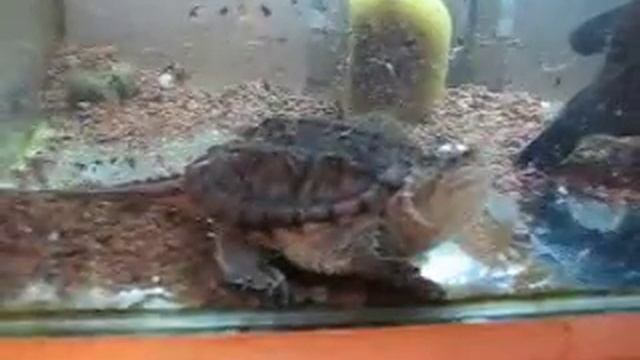 Каймановая черепаха.Turtle смотреть онлайн