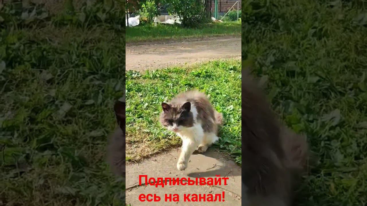 Барсик и Солнышко! смотреть онлайн