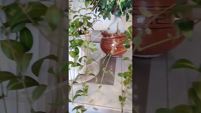 Барвинок зимует дома. Что не так? смотреть онлайн
