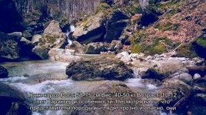 Черные собаки
