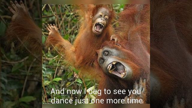 #музыка#Dance#monkey#текст#песни смотреть онлайн