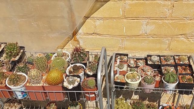 Почему я выращиваю кактусы на улице? Правила уличного содержания кактусов. смотреть онлайн