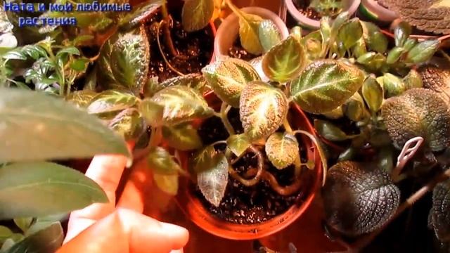 Обзор полочки с эписциями и не только // Ответ на загадку из предыдущего видео смотреть онлайн