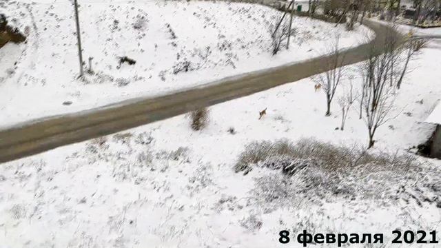 Мой друг Пэкс, моменты его жизни смотреть онлайн