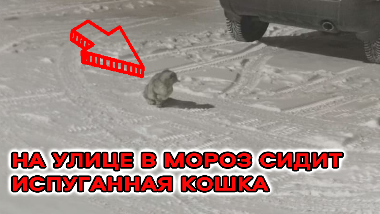В тридцатиградусный мороз на улице сидела испуганная кошка, которую выгнали из дома. смотреть онлайн