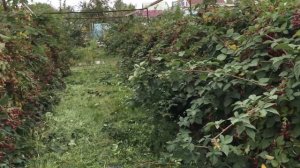 Плантация ежевики на даче (подвязка)