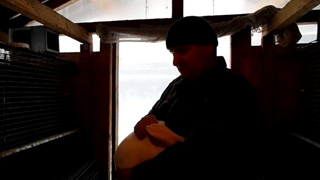 СЛУЧКА КРОЛИКОВ. возраст САМКИ, САМЦА, время случки, методы окролов ( Видео 4) смотреть онлайн