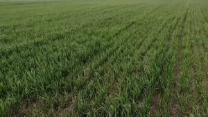 Карбамид (Мочевина) по листу Озимой Пшеницы ?Внекорневая листовая подкормка пшеницы? Высокий УРОЖАЙ