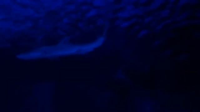 Океанариум Анталья смотреть онлайн