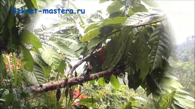 Видео загадка #42 Что за огурцы висят на дереве? смотреть онлайн
