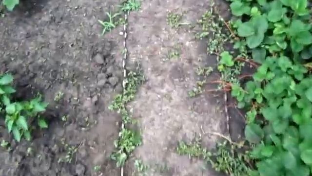 ОГУРЦЫ летний посев поздних сортов для засолки смотреть онлайн