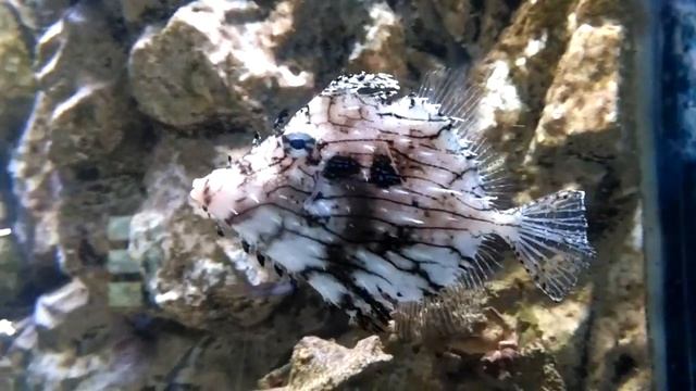 Странные рыбы коралловых рифов смотреть онлайн