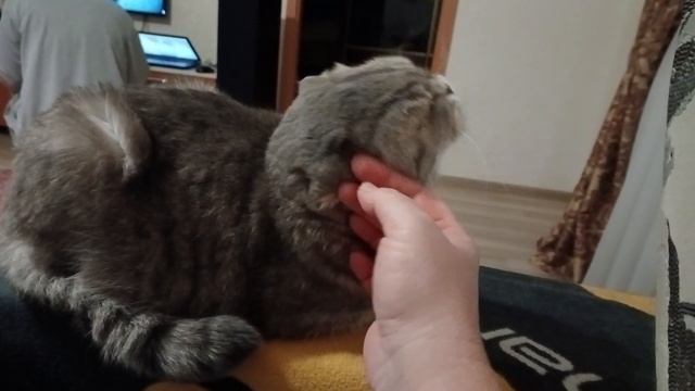 У Васи завтра день рождения Ей 54 / Вислоухая шотландская красавица / КОШКИН ДОМ #funnycats смотреть онлайн