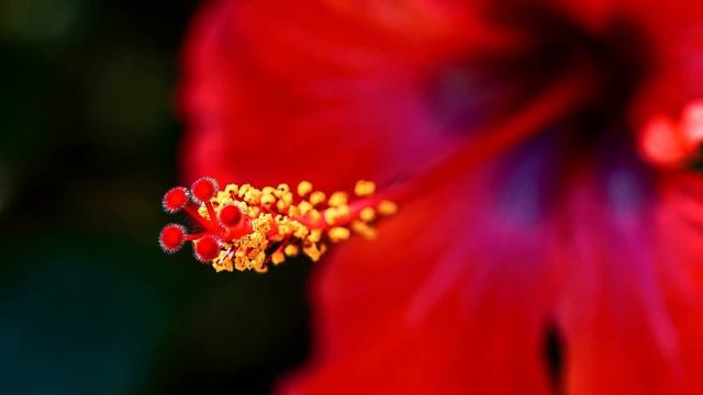 Картинка казалась симпатичной, пока не выяснилось, что это такое смотреть онлайн