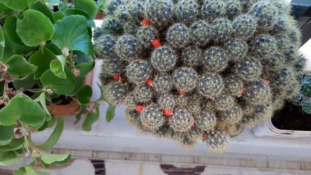 Mammillaria Cactus (Prolifera) Kaktüs kırmızı meyvesi (Mammillaria Prolifera) смотреть онлайн